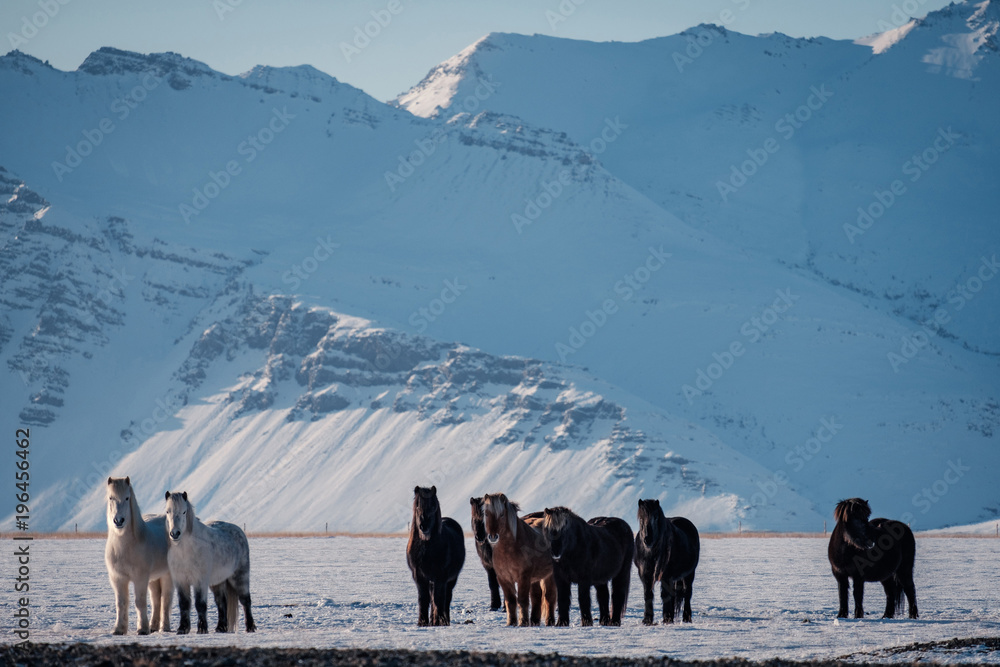 Obraz premium Typical Icelandic hairy horse grazing in snow blizzard. Iceland breed horse in wintertime in hard conditions snowy freezing winter at Iceland.