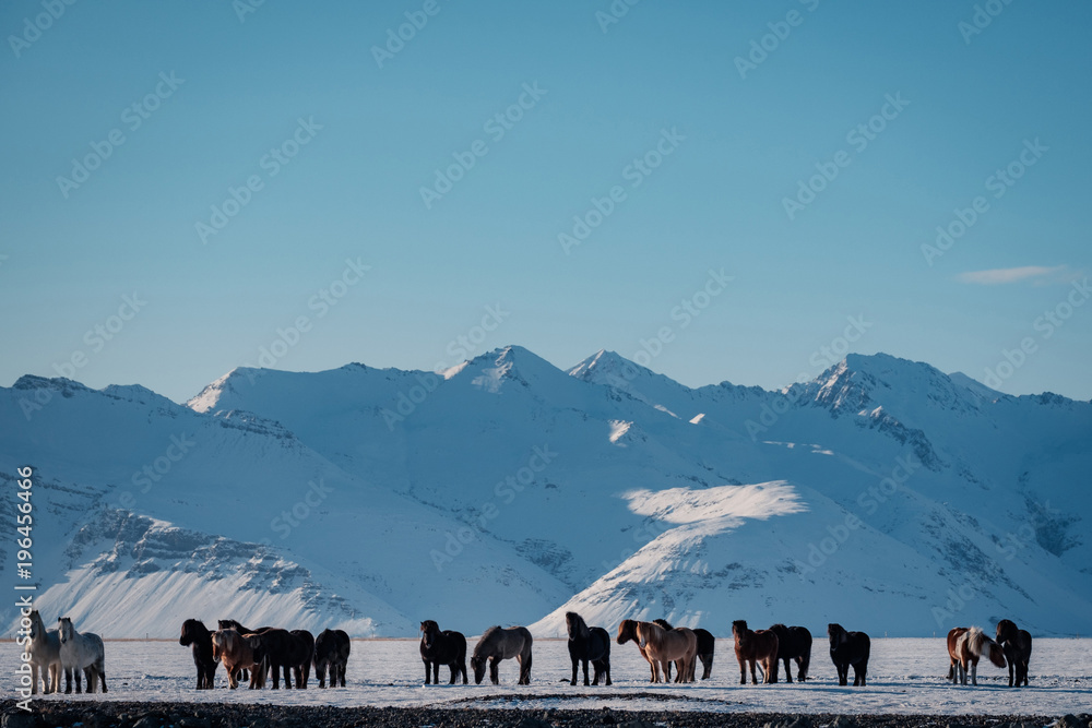 Fototapeta premium Typical Icelandic hairy horse grazing in snow blizzard. Iceland breed horse in wintertime in hard conditions snowy freezing winter at Iceland.