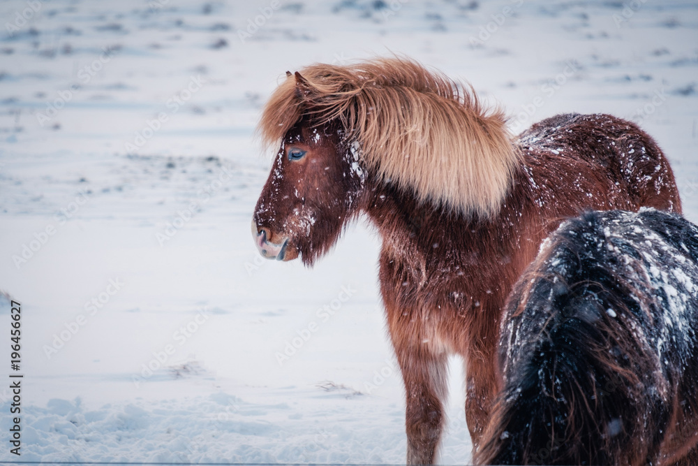 Fototapeta premium Typical Icelandic hairy horse grazing in snow blizzard. Iceland breed horse in wintertime in hard conditions snowy freezing winter at Iceland.