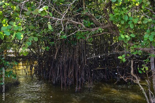 Mangrove tree roots