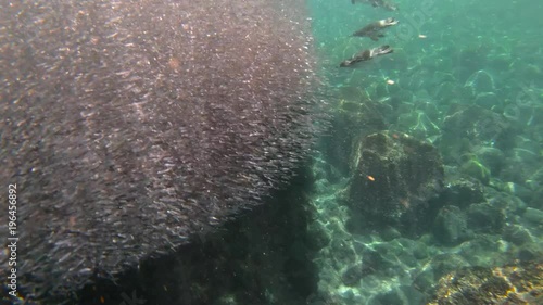 Galapagos penguins hunt anchovies underwater in a huge bait ball.