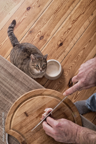 Fototapeta Naklejka Na Ścianę i Meble -  Cat  waiting eating piece of meat from the kitchen table
