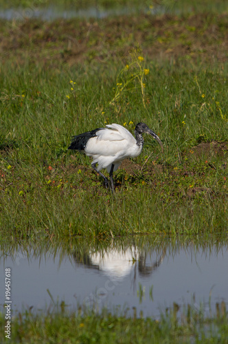 australian ibis