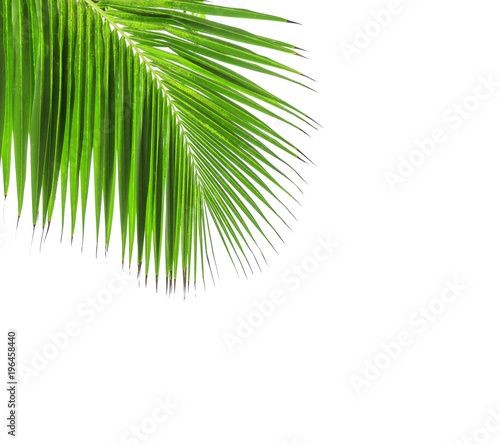Green leaf of coconut palm tree