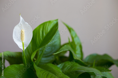 Close up photo with selectiive focus of white spathiphyllum flower with green leaves photo