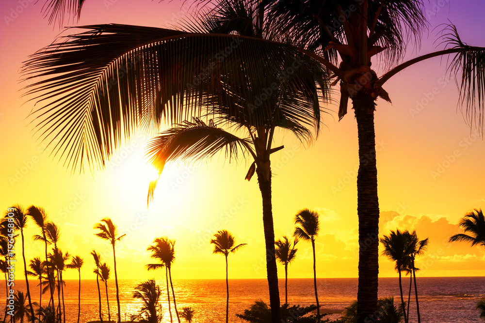 Coconut palm trees against colorful sunset