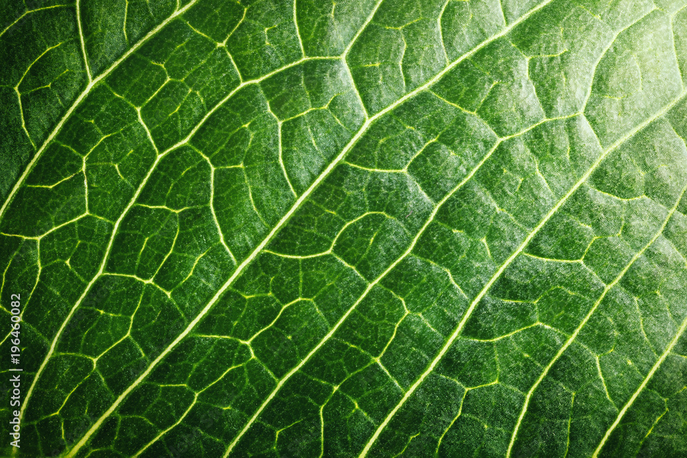 Background pattern of green tree leaf. Macro shot. Background pattern of green tree leaf. Macro shot.