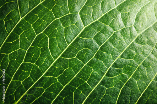Background pattern of green tree leaf. Macro shot.