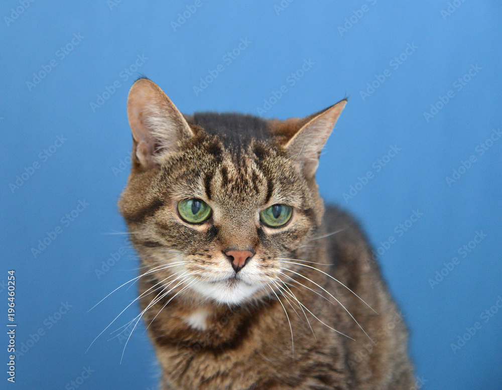 Portrait of a gray  domestic cat