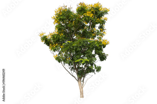 Trees isolated white background with clipping path.