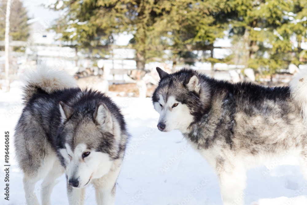 Husky dogs resting  after Iditarod
