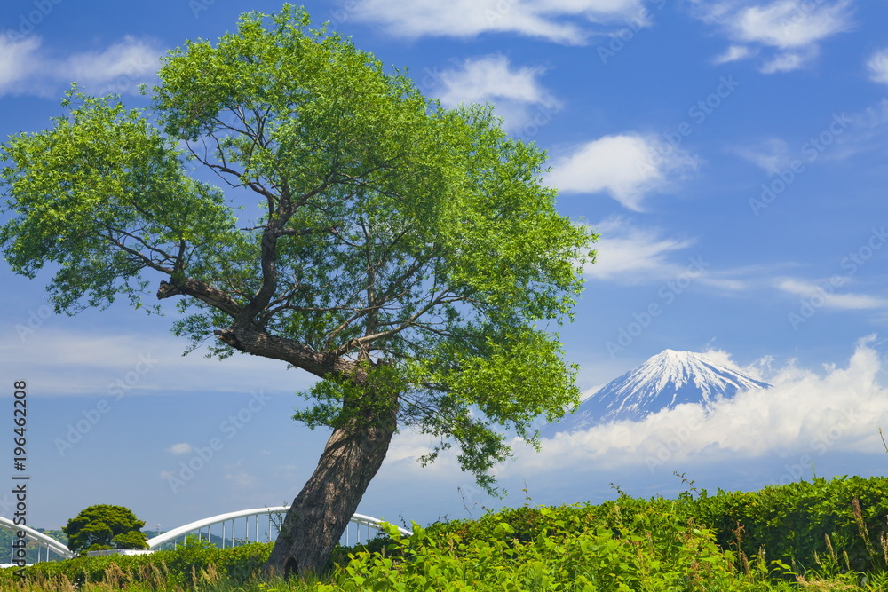 富士山と新緑の木、静岡県富士市富士川河川敷にて