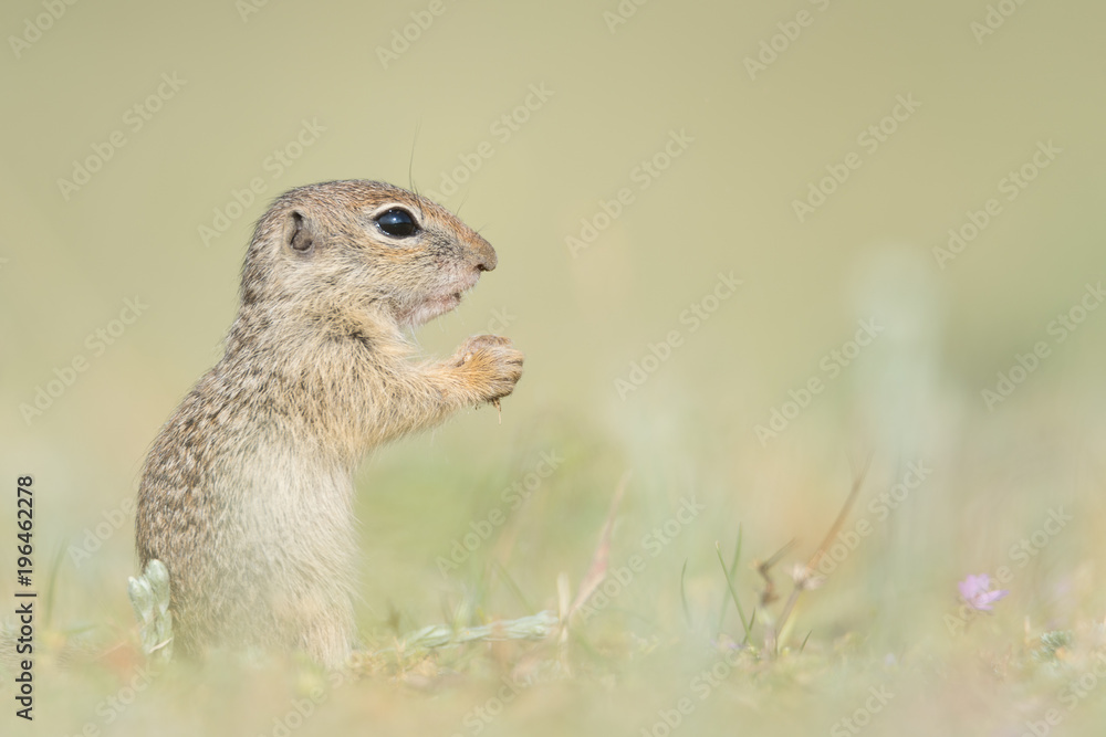 Cute European ground squirrel standing and watching on a field of green grass,Spermophilus citellus Cute European ground squirrel standing and watching on a field of green grass,Spermophilus citellus