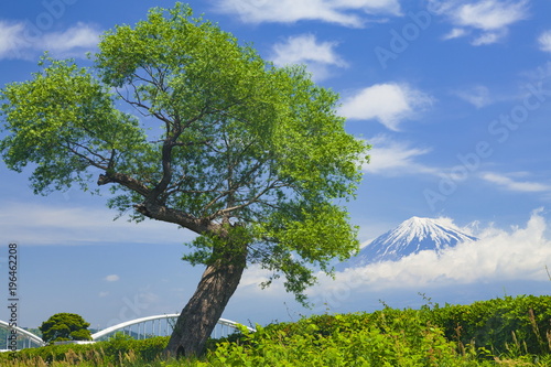 Wallpaper Mural 富士山と新緑の木、静岡県富士市富士川河川敷にて Torontodigital.ca