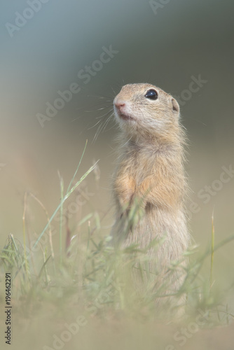 Cute European ground squirrel standing and watching on a field of green grass,Spermophilus citellus © mihaelastancu
