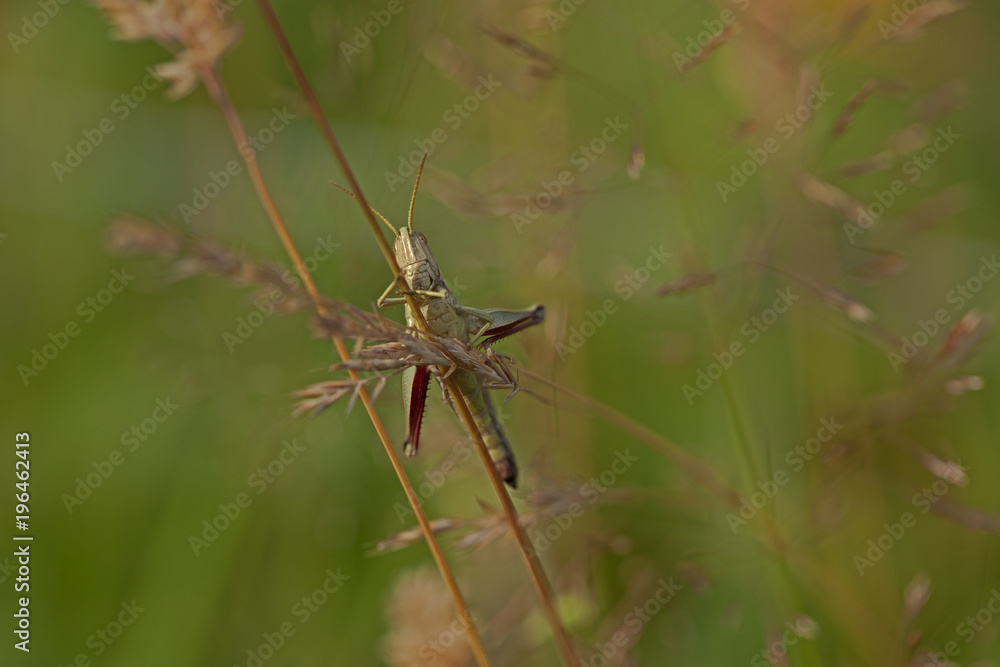 criquet insecte orthoptère