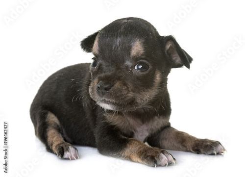 puppy chihuahua in studio