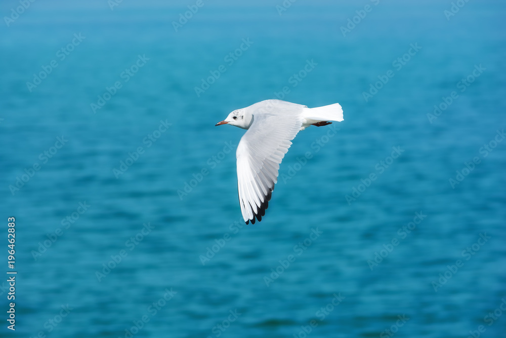 White seagull in the sky against a background of blue sea. Sea bird. Summer. Fly. Space for text. White seagull in the sky against a background of blue sea. Sea bird. Summer. Fly. Space for text.