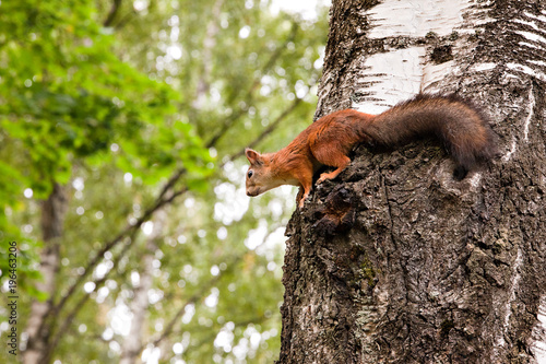 red squirrel on the birch tree