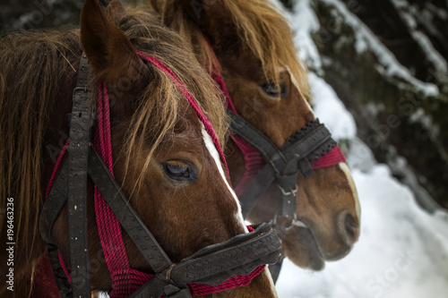 Close up of two horses in winter