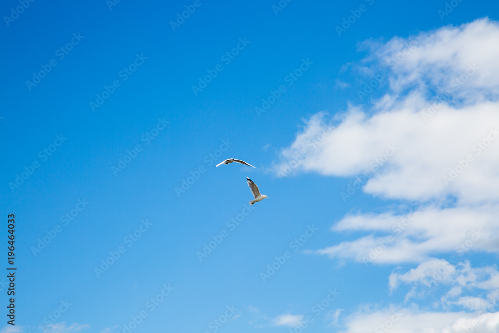Seagull in the sky, blue sky