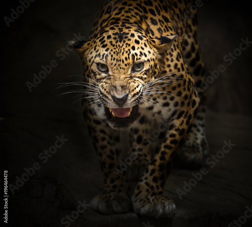 Leopard is roaring on a black background. © MrPreecha