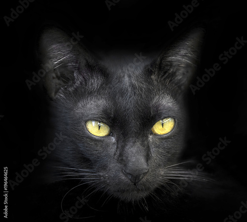 The face of a black cat on a black background.