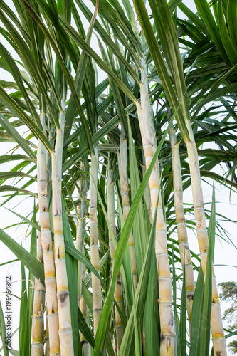 The stems of sugar cane on a white background.