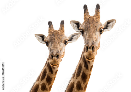 Face and upper part of a giraffe on a white background.