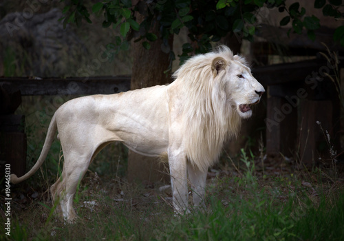 White male lion standing in a forest atmosphere in a zoo.