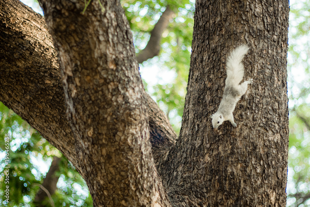 Obraz premium White squirrel on a tree