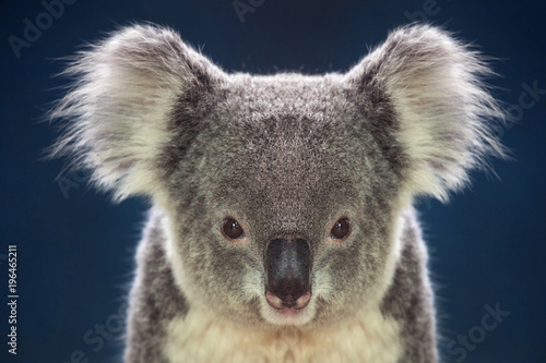 Face of koalas on a dark background.