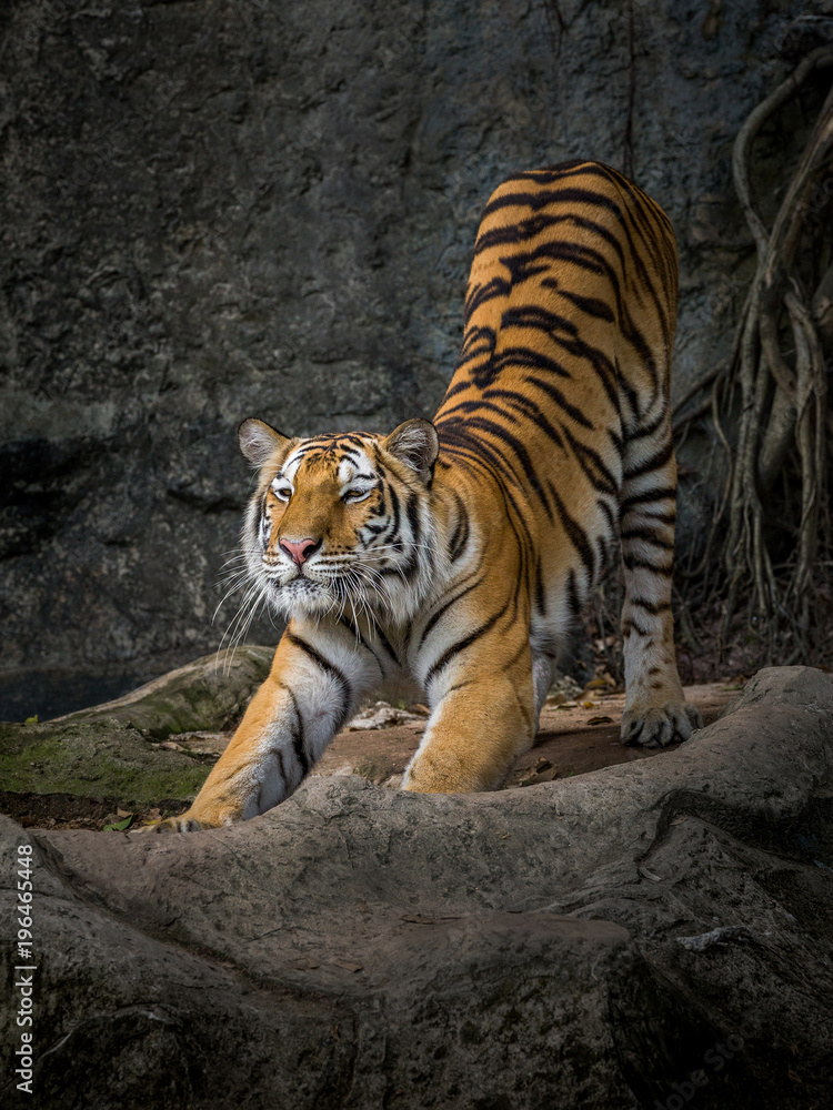 The action of the tiger stretch lazily. The action of the tiger stretch lazily.