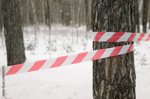 Foto Security protection tape bound on pine trees in snow covered winter forest background