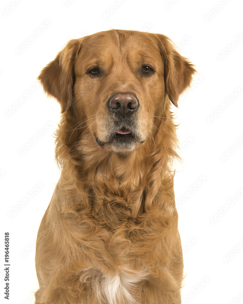 Portrait of a pretty male golden retriever dog looking at the camera on a white background