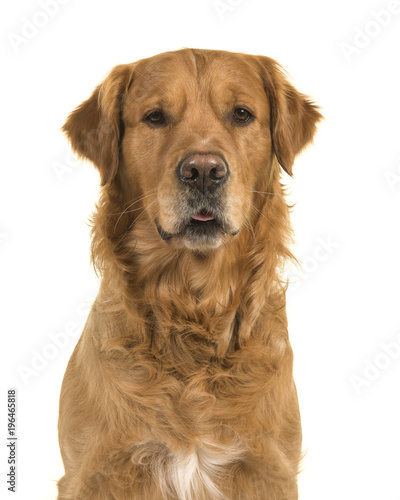 Portrait of a pretty male golden retriever dog looking at the camera on a white background