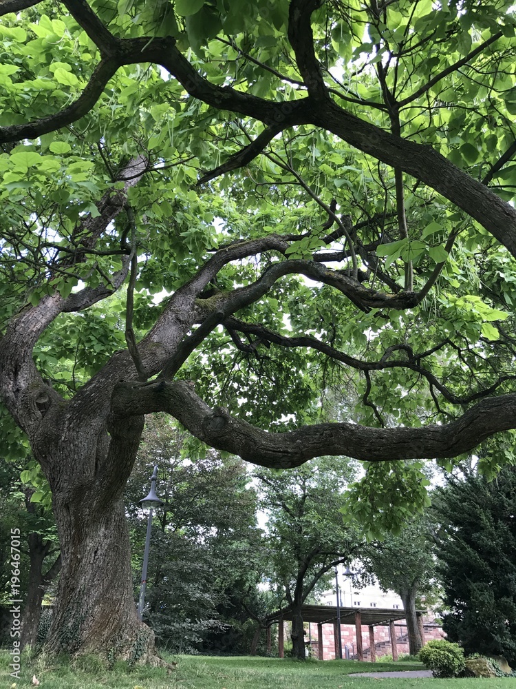Naklejka premium Tree