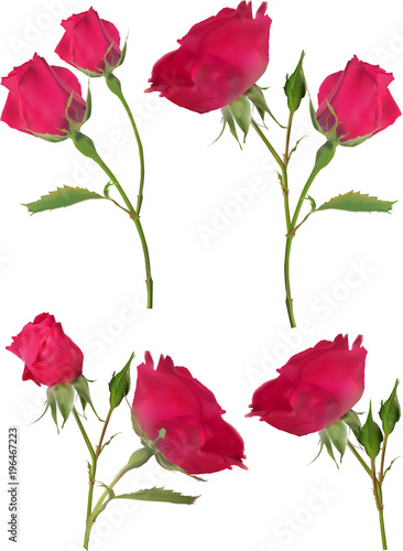 four dark pink roses flowers isolated on white