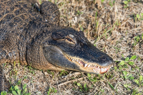 American  alligator head close up