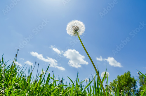 Fototapeta Naklejka Na Ścianę i Meble -  white dandelion after flowering in green grass