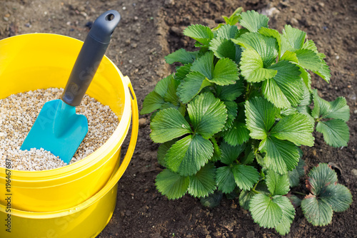 Φωτογραφία fertilization of strawberry plants, granulated fertilizer in a bucket