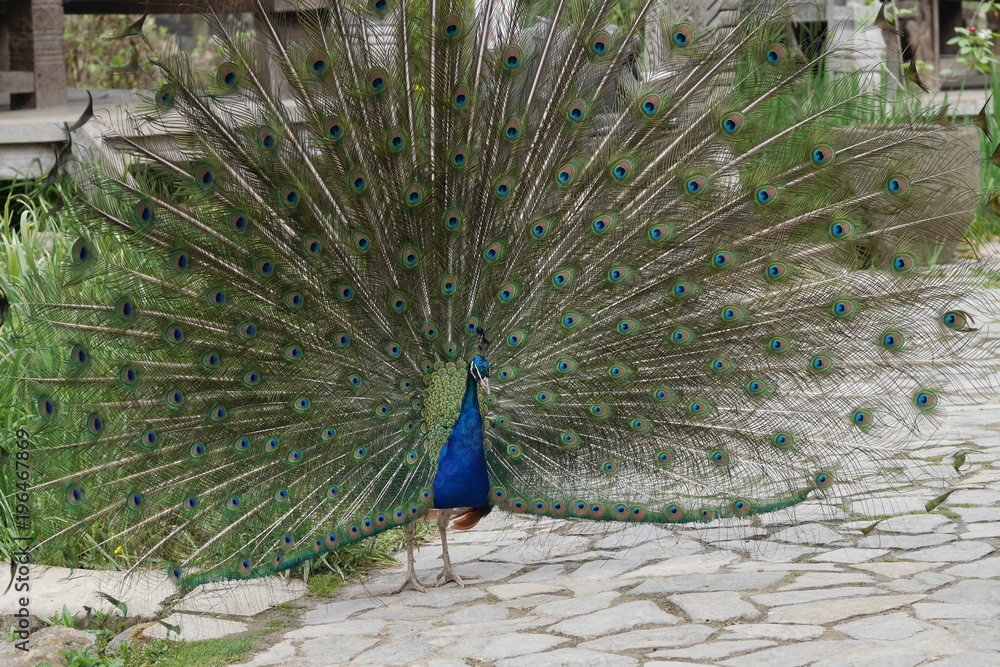 Obraz premium oiseau