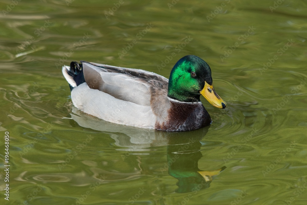 Male mallard in the water