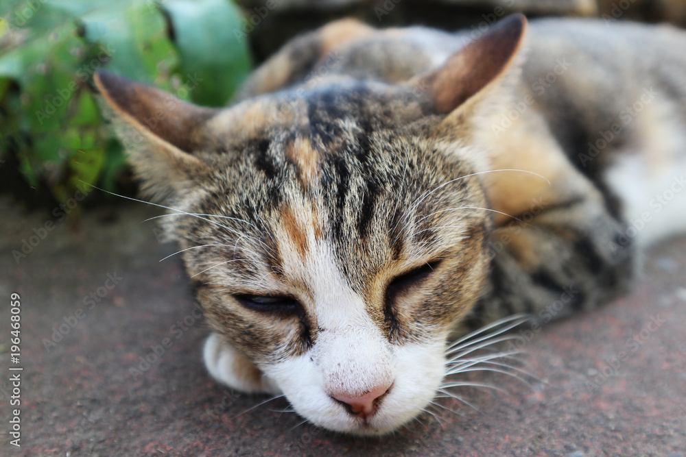 Close-Up Of A Sleeping Cat