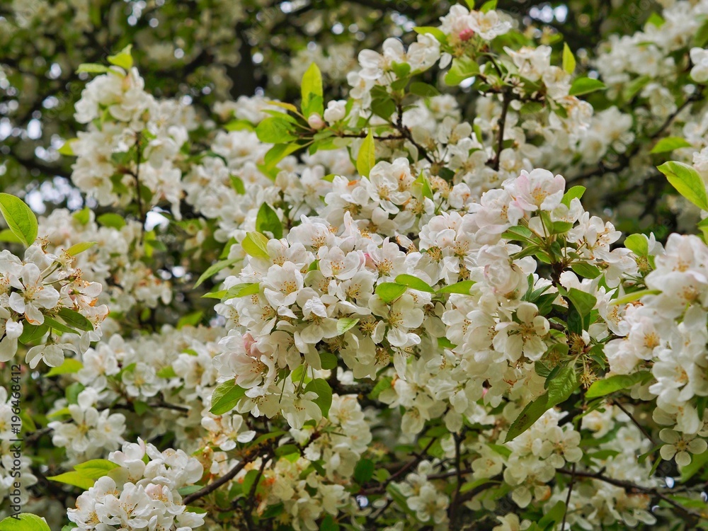 Crab Apple Blossom Crab Apple Blossom
