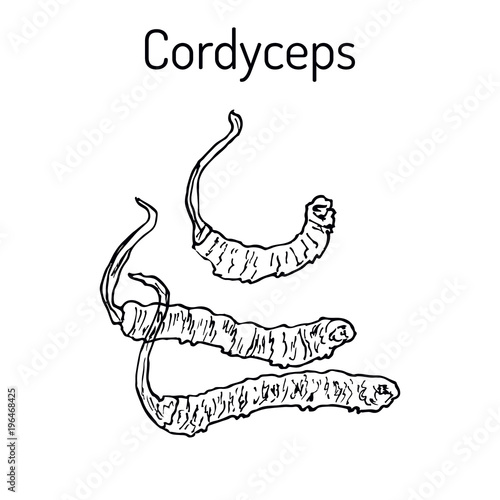 Cordyceps Ophiocordyceps sinensis , medicinal mushroom