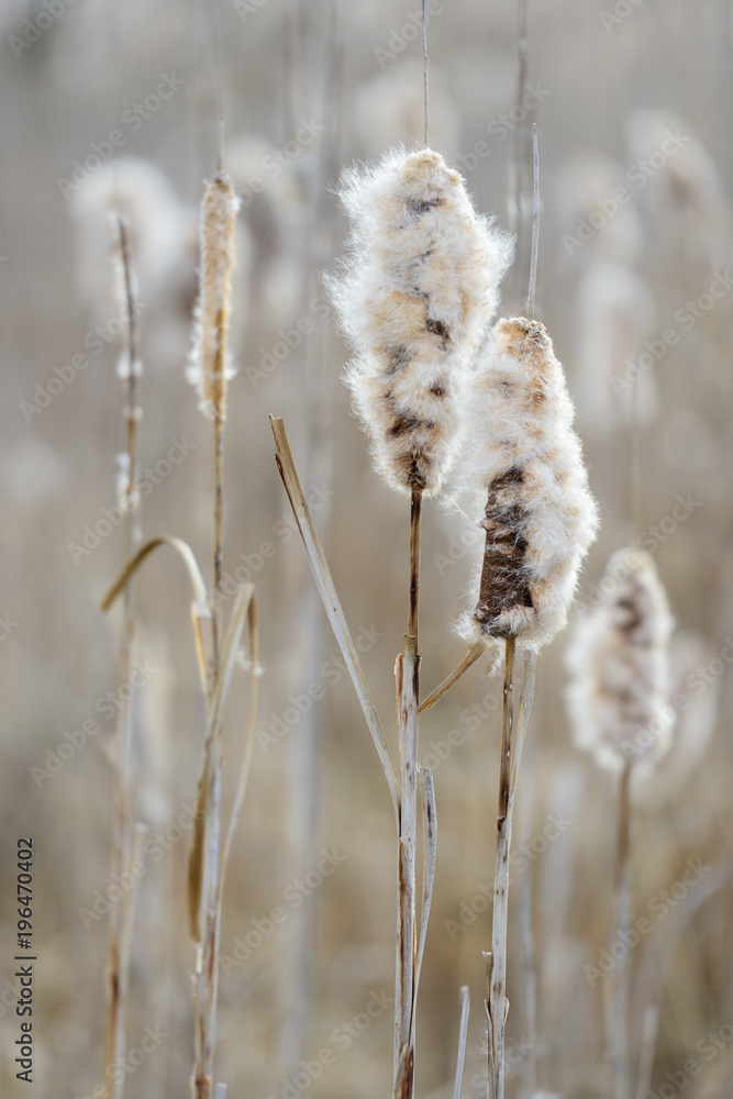 Cattails by a lake, seeds are dispersed by the wind, selective focus - obrazy, fototapety, plakaty 