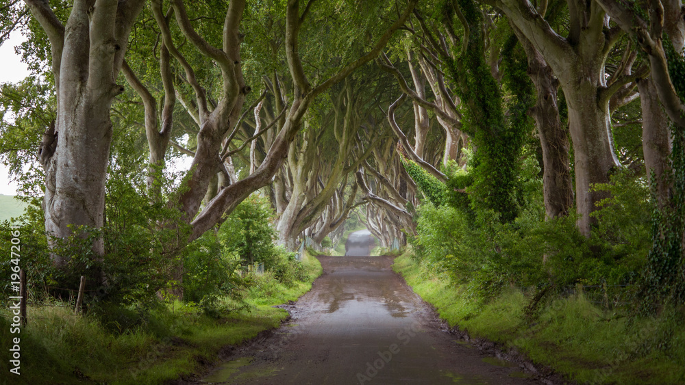 Obraz premium The Dark Hedges in Northern Ireland where Game of Thrones was filmed
