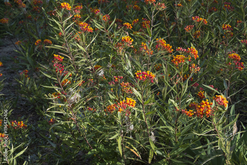 Fototapeta Naklejka Na Ścianę i Meble -  Asclepias Curassavica.