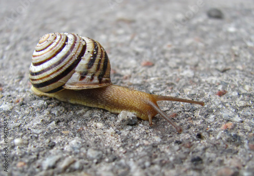 snail on the asphalted road photo